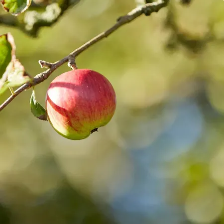 Reethues Maj - Links Utersum