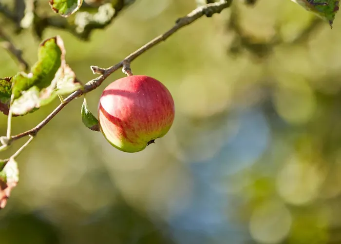 Reethues Maj - Links Utersum
